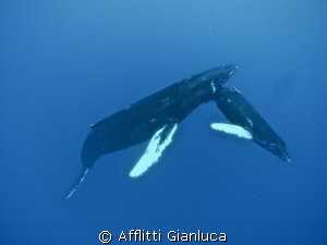 whales by Afflitti Gianluca 